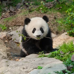 Crédence de cuisine en verre imprimé Panda Petit panda cub avec branche dans la bouche