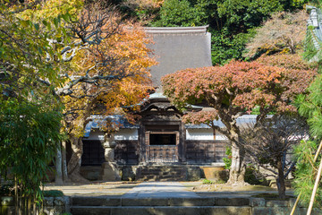 Colored leaves in Enkaku-ji Temple