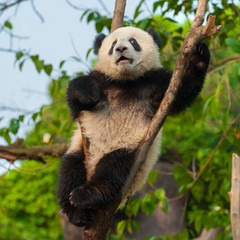 Panda bear climbing tree