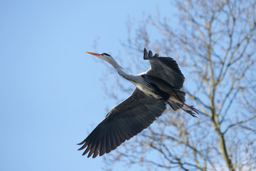 Grey Heron, Ardea cinerea