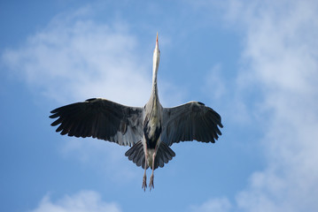 Grey Heron, Ardea cinerea