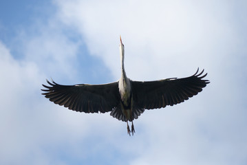 Grey Heron, Ardea cinerea