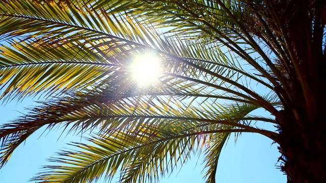 Sun shimmers through palm tree leaves on a clear summer day