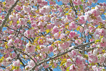 満開八重桜