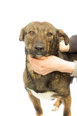 Obraz premium dog on a white background