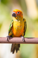 Sun conure parrot on the background of nature