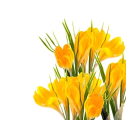 Crédence de cuisine en verre imprimé Crocus Yellow crocus flowers