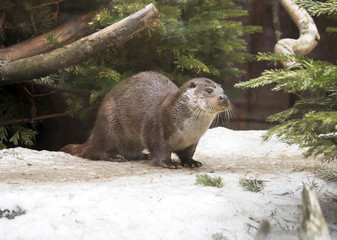 Obraz premium Выдра