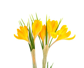 Gele krokus bloemen