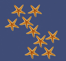 Fototapeta na wymiar composizione di stelle marine