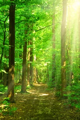 Fototapete Wälder Sonnenlicht Wald