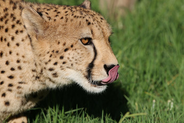 Cheetah
