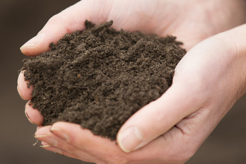 vegetable mould in hands