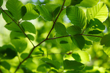 Fototapeta na wymiar Spring Beech Leaves