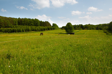 Spring Meadows in the Palatinate Forest