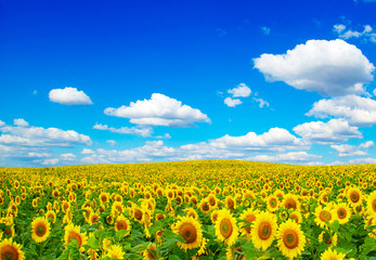 field of sunflowers