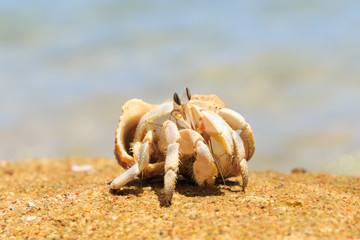 Crab