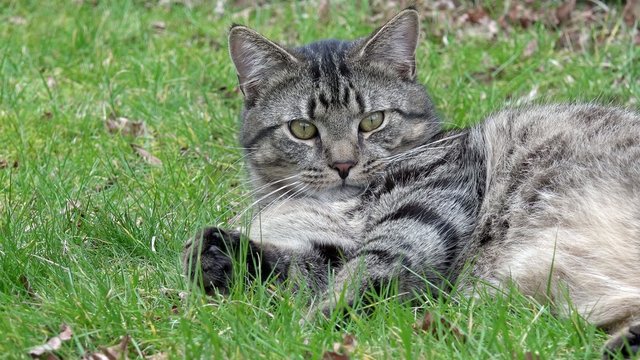 grau getigerte Katze liegt auf dem Rasen