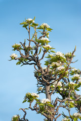 Красивая ветка цветущей груши на фоне голубого неба. Весеннее дерево