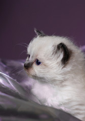 Kitten