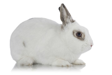 White rabbit isolated on white.