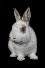Obraz premium White rabbit isolated on a black background.