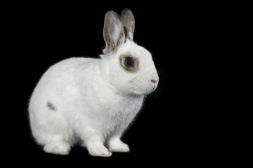 White rabbit isolated on a black background.