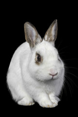 White rabbit isolated on a black background.