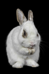 White rabbit isolated on a black background.