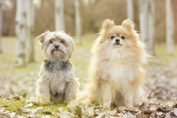 Yorkshire and pomeranian