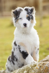 Australian shepherd