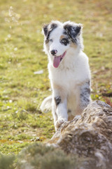 Australian shepherd
