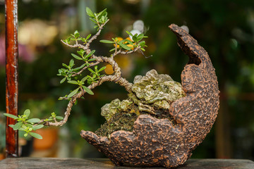 Bonsai tree in a ceramic pot.
