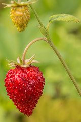 Wild strawberry