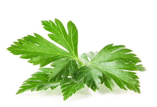 Parsley leaves isolated on white background, closeup