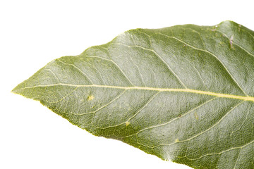 Close view of a leaf of sweet bay laurel.