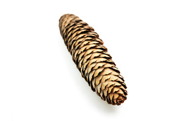 Spruce cone on white backgroung. Shallow depth of field