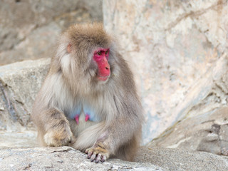 Funny Japanese monkey