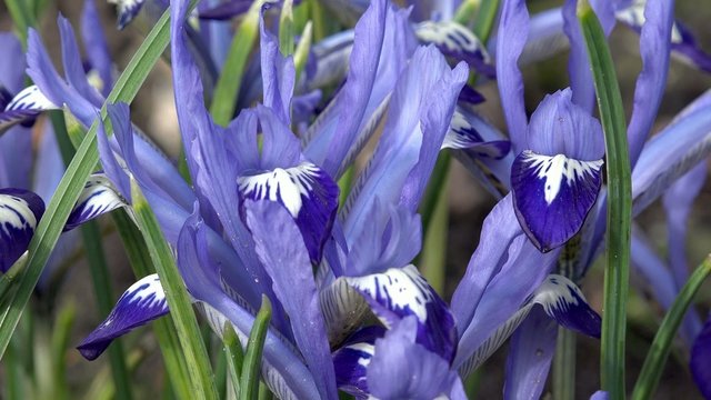 Zwerg Iris in der Natur