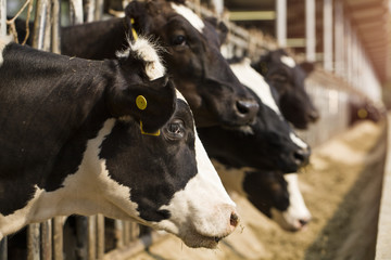 Obraz na płótnie Canvas cows in a farm