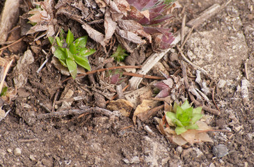 Little succulent plants