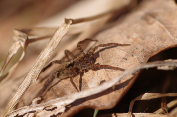 Brown spider
