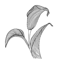 background with flower calla