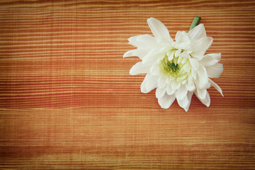 white flower on the wooden table. macro photo vintage filtered i