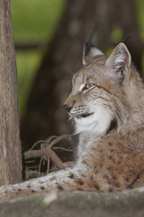 resting lynx