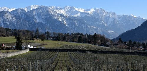 Maienfeld....vignoble