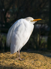 Great Egret - Ardea alba