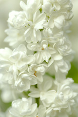 Fototapeta na wymiar Lilac Flowers in Spring