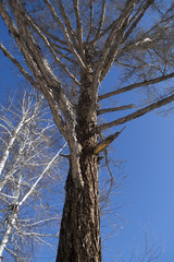 дерево и небо