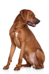 Rhodesian Ridgeback dog